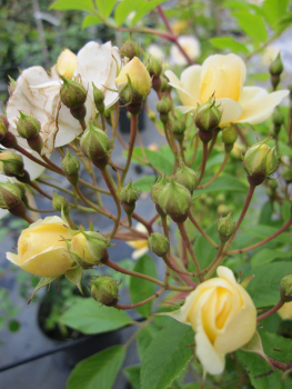 Rosa Climbing Goldfinch